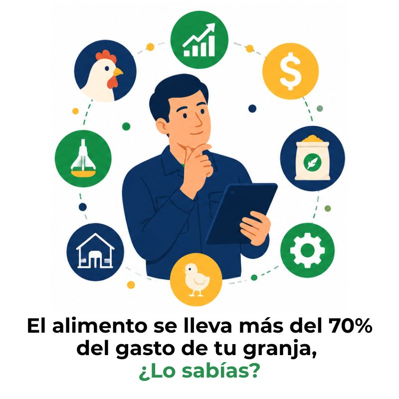 rentabilidad de una granja de pollos